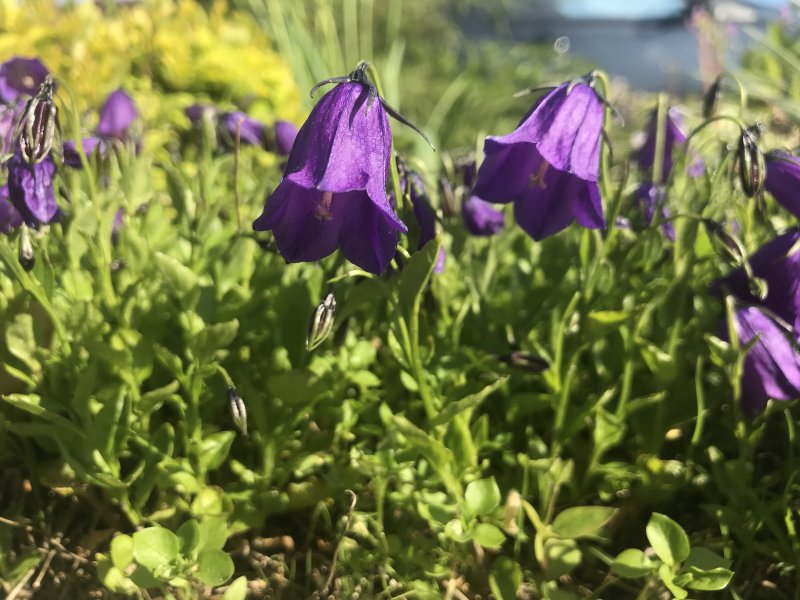 Campanula колокольчик темный