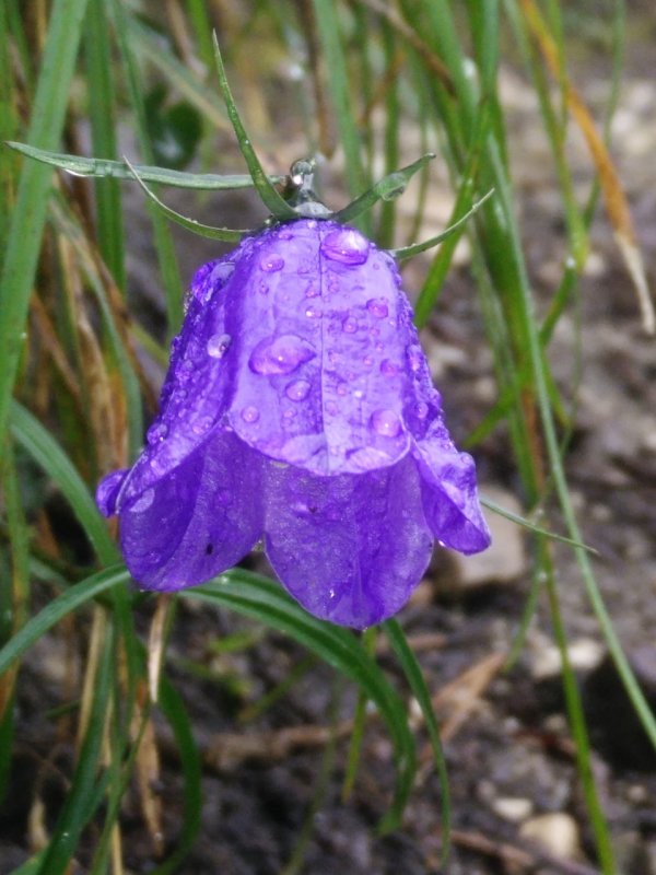 Колокольчик Макашвили - Campanula makaschvilii
