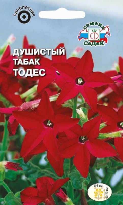 Душистый табак Тодес (59 фото)