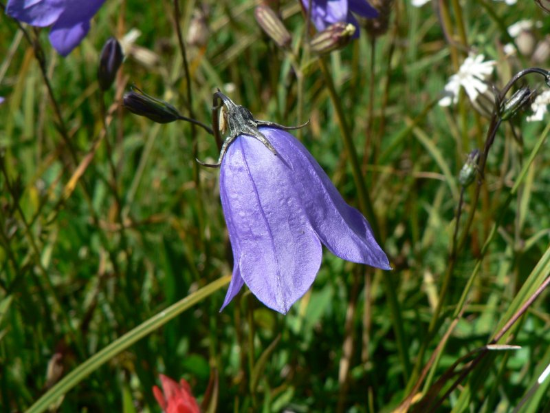 Колокольчик круглолистный Campanula rotundifolia l.