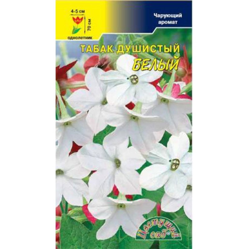 Табак душистый итальянец Аэлита