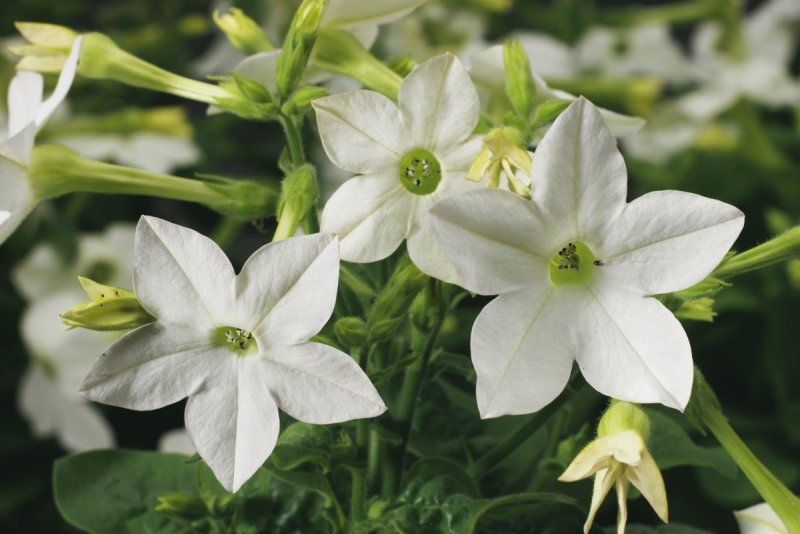 Табак крылатый (Nicotiana alata)