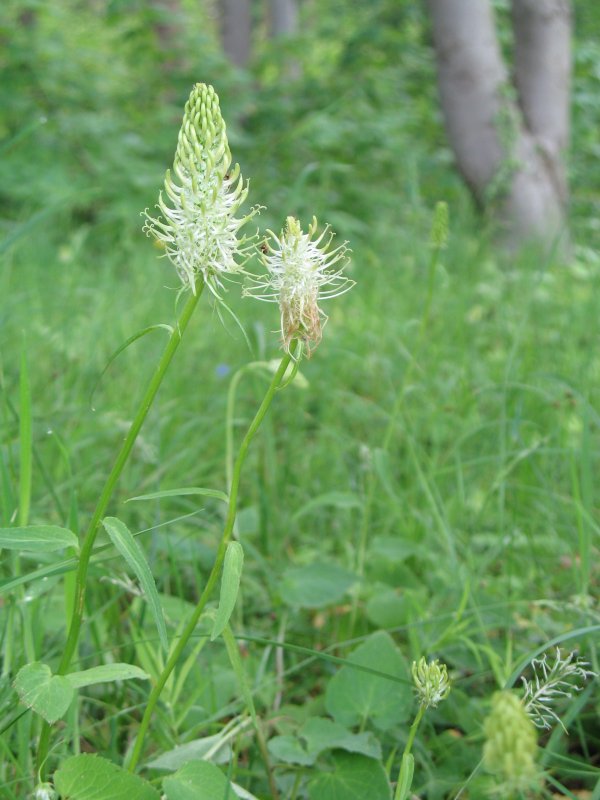 Phyteuma vagneri Кольник Вагнера