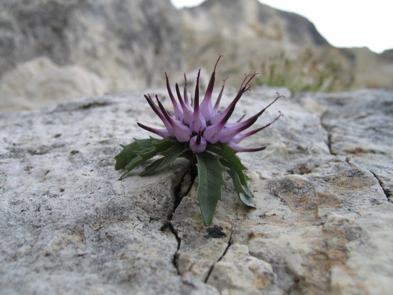 Physoplexis comosa