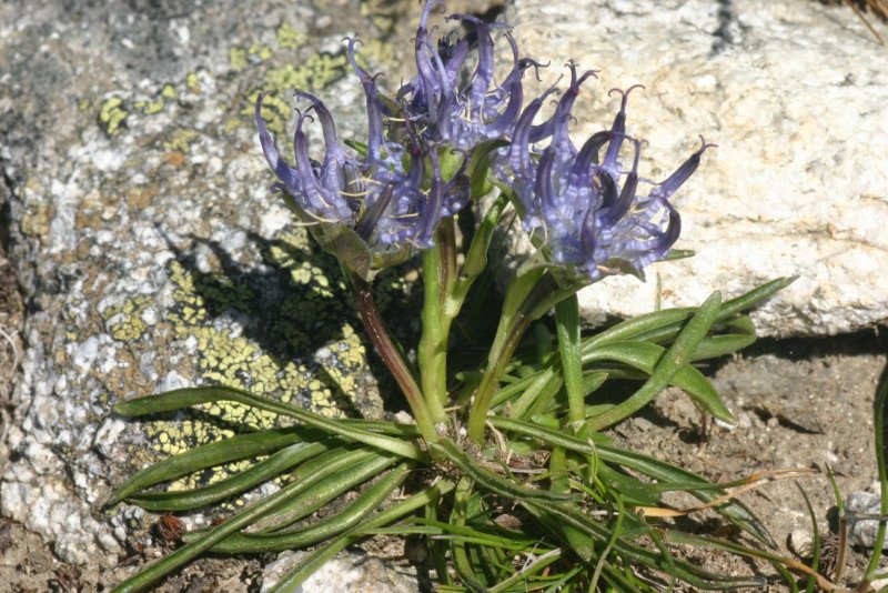 Phyteuma hemisphaericum