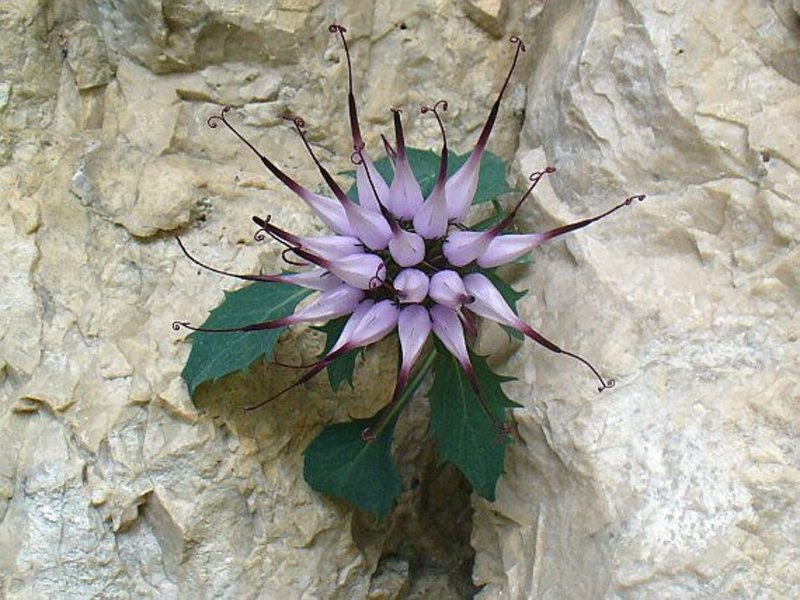 Кольник orbiculare
