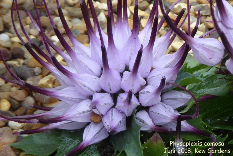Physoplexis comosa