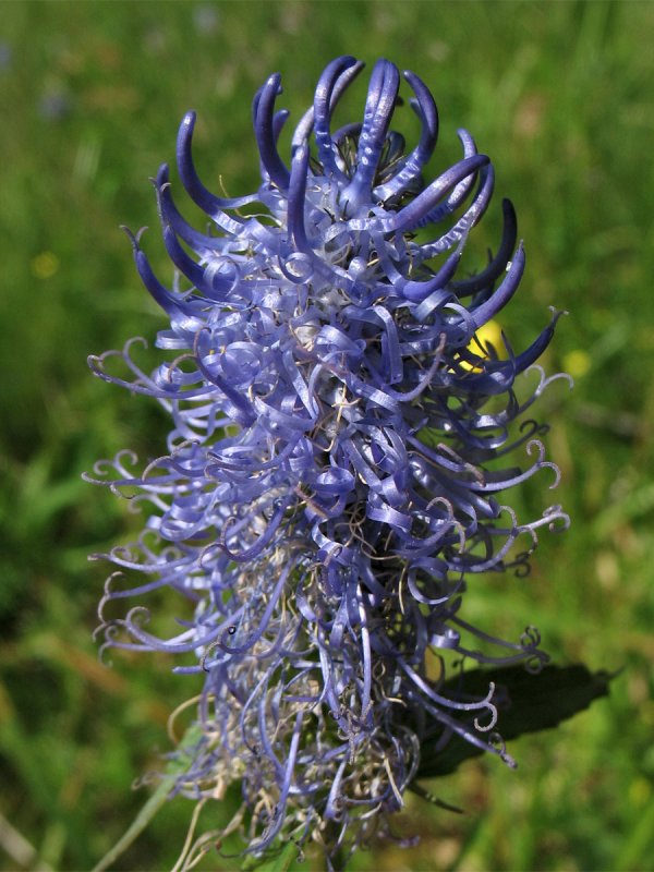 Кольник orbiculare