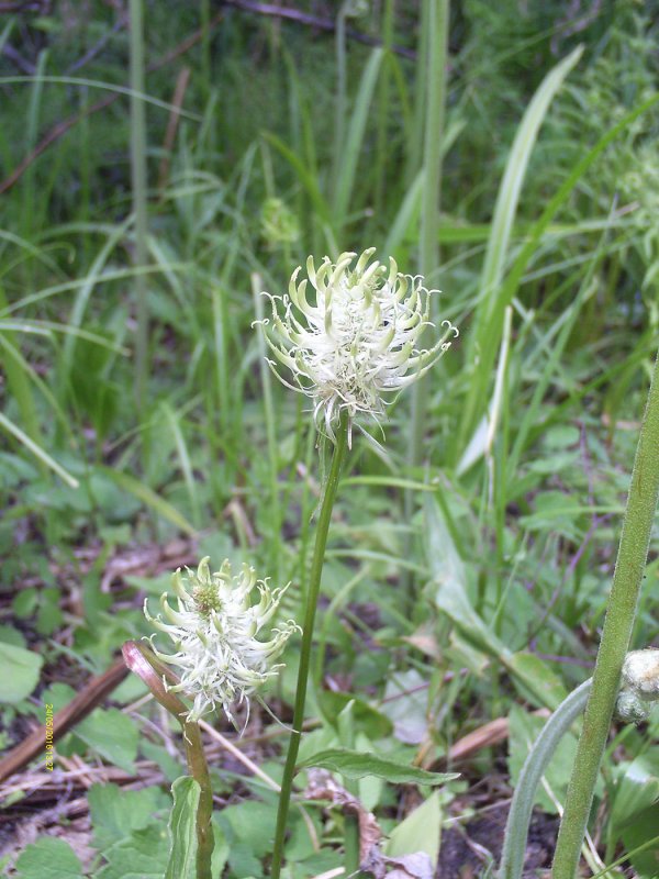 Haynesina orbiculare