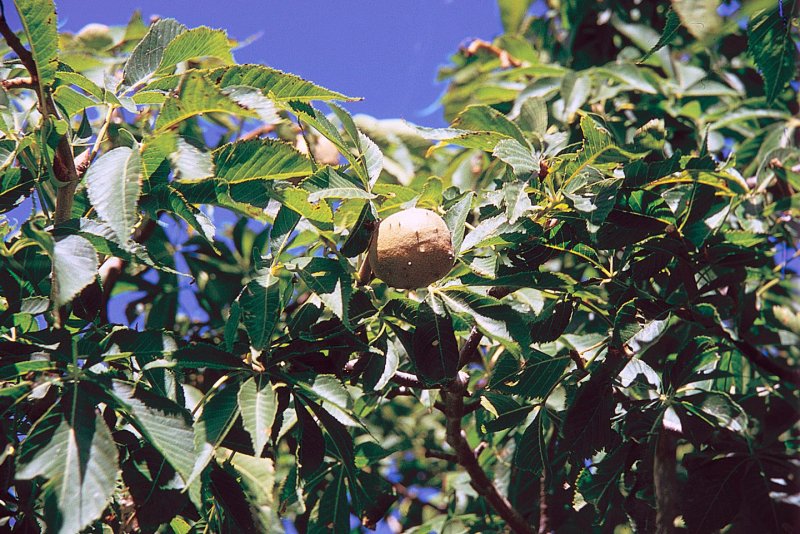 Каштан голый - Aesculus glabra