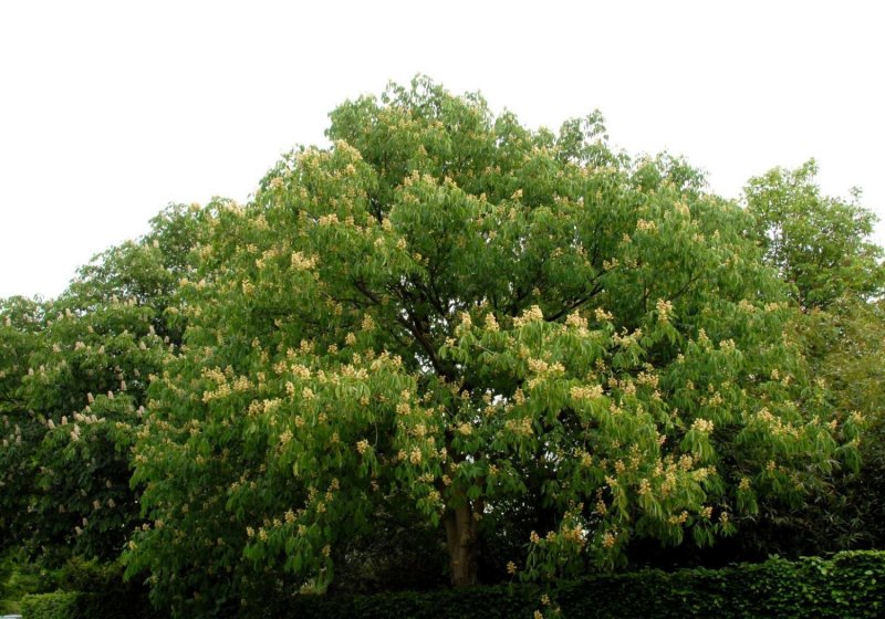 Aesculus Yellow