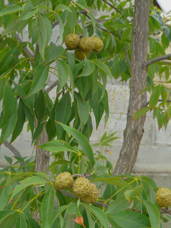 Aesculus glabra
