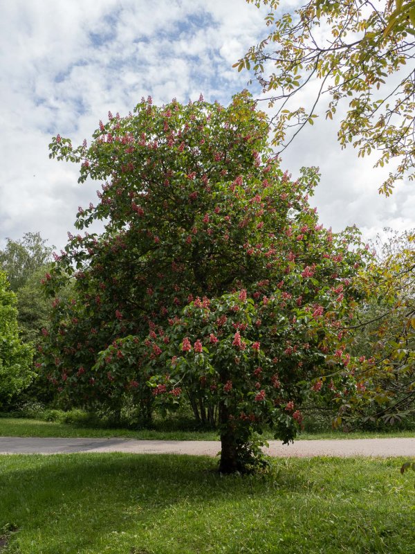 Конский каштан японский (Aesculus turbinata)