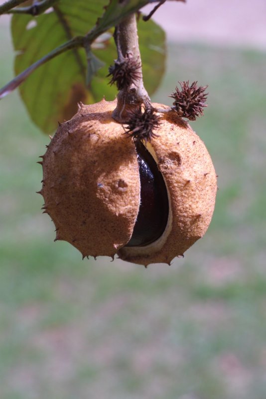 Каштан голый - Aesculus glabra