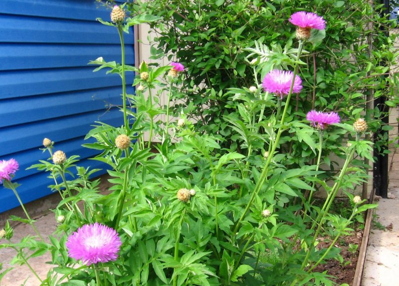 Василек синий Centaurea cyanus l.