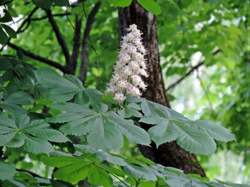 Осенний лист конского каштана