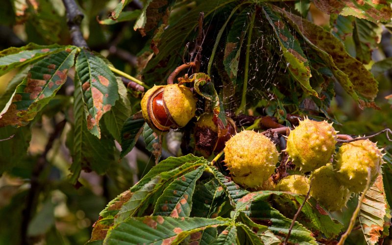 Каштан "Castanea"