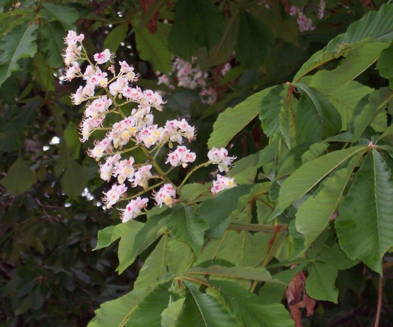 2. Каштан конский (Aesculus hippocastanum l.)