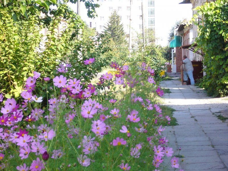 Календула маттиола эшшольция космея настурция лаватера