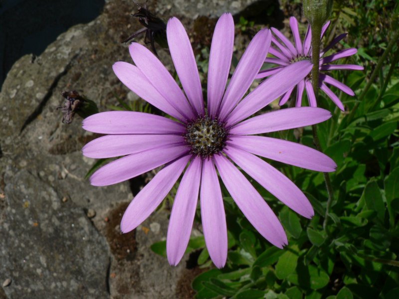 Osteospermum fruticosum