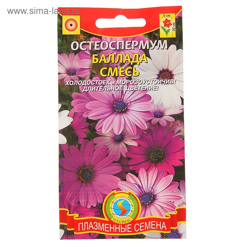 Остеоспермум passion Rose