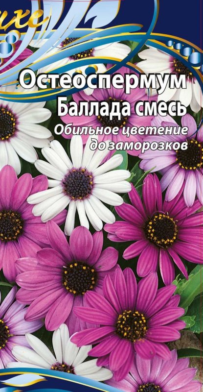 Остеоспермум рассада