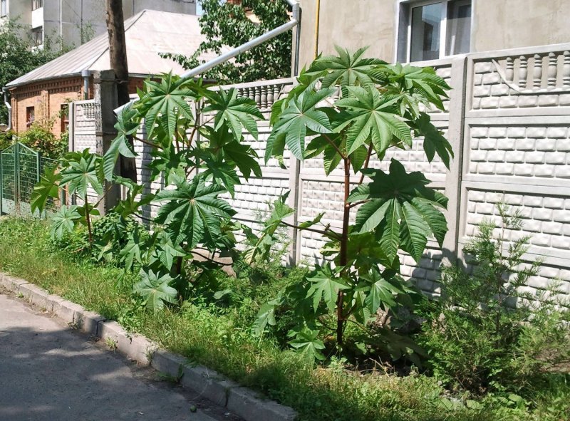 Клещевина Занзибар Грин