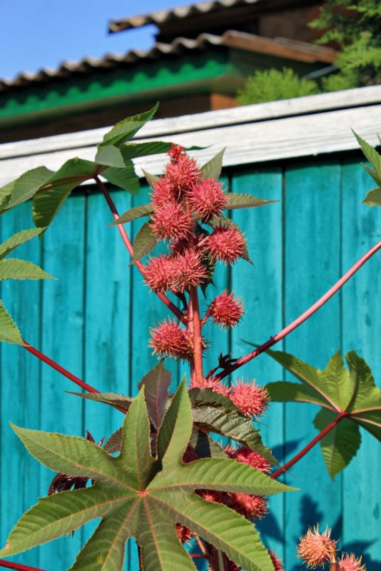 Клещевина Ricinus communis