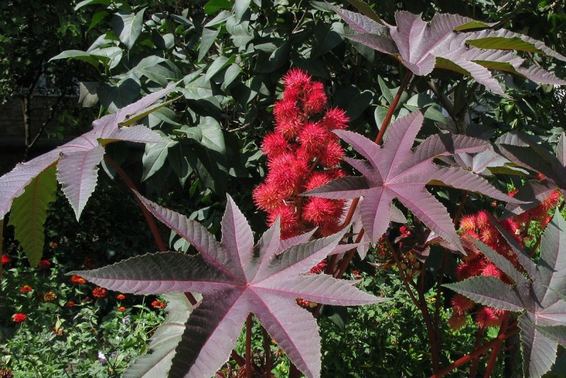 Клещевина Ricinus communis