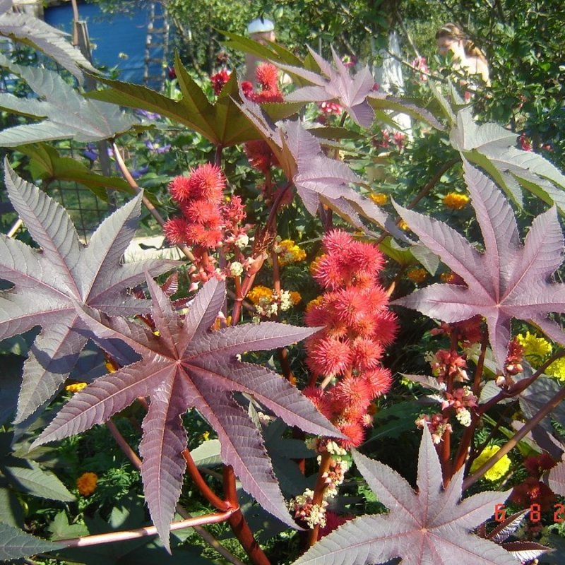 Клещевина занзибарская