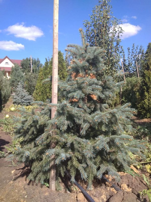 Ель Глаука Аризона