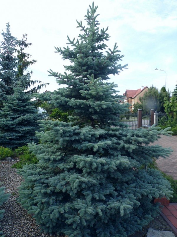 Ель обыкновенная Глаука