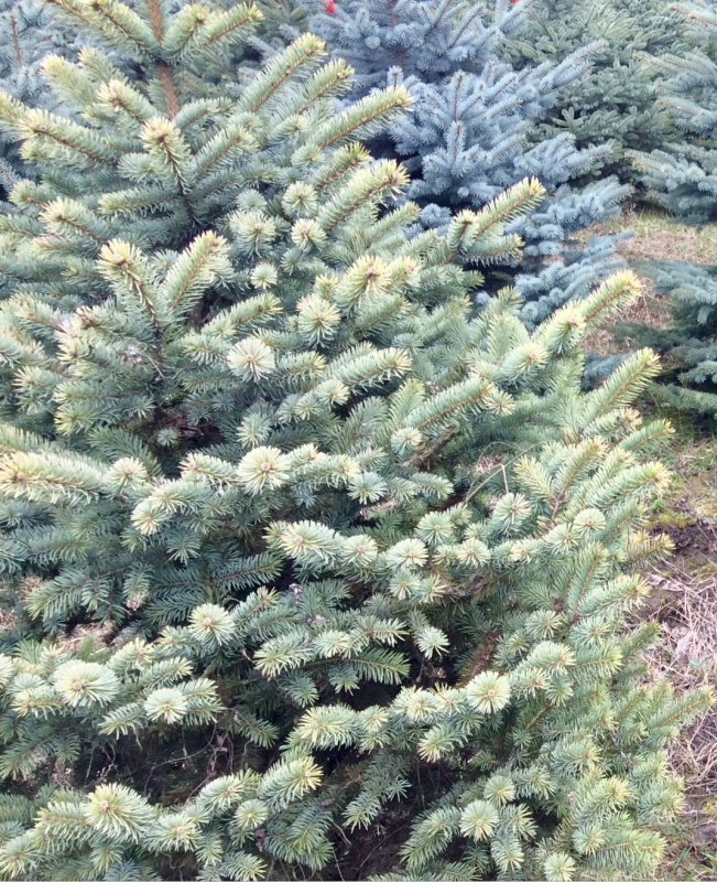 Ель колючая glauca globosa