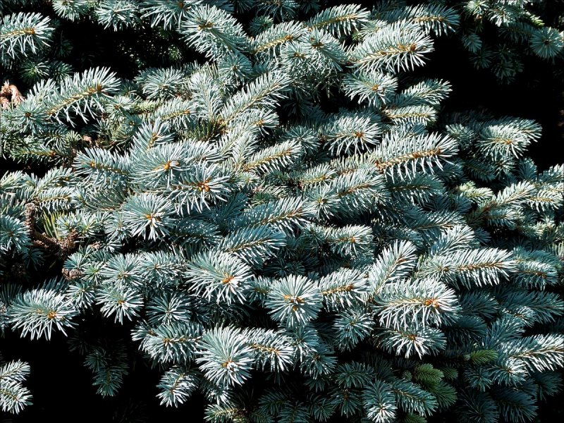 Ель колючая Picea pungens glauca