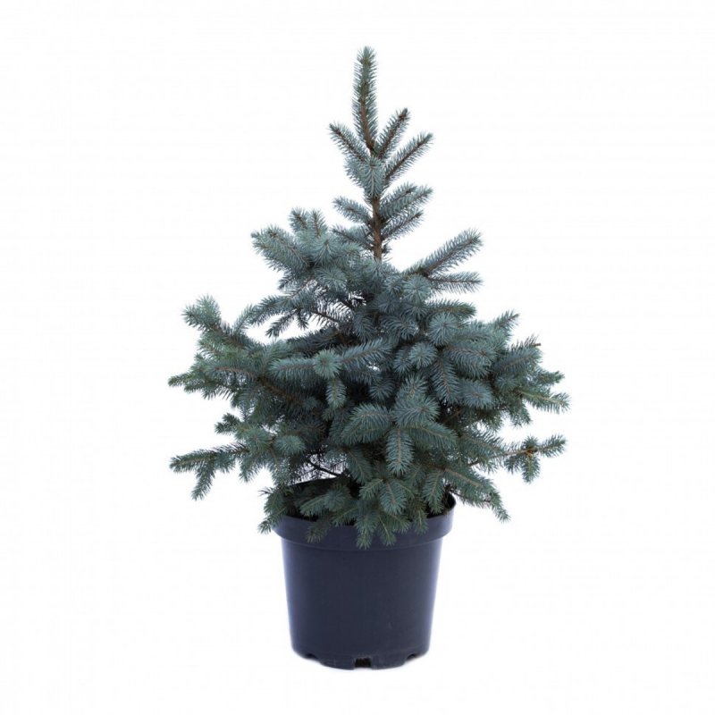 Ель Picea pungens glauca