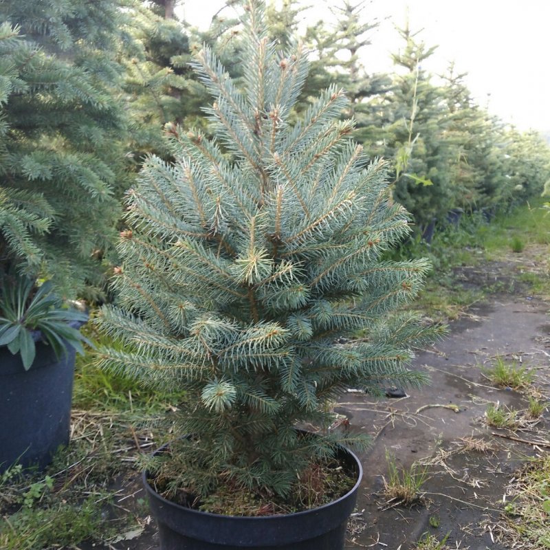 Ель Глаука Маджестик
