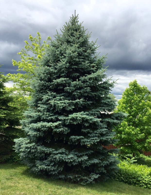 Ель колючая Picea pungens