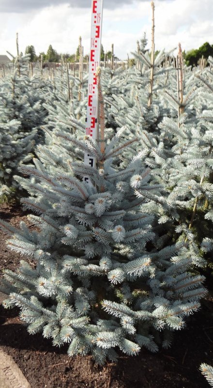 Picea pungens Hoopsii ель