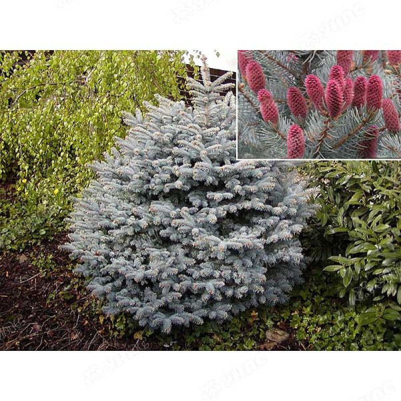 Ель колючая glauca "Apache"