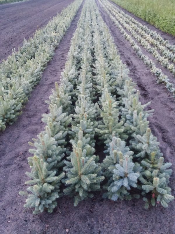 Ель голубая Arizona Kaibab