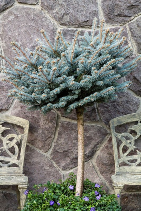 Ель glauca globosa
