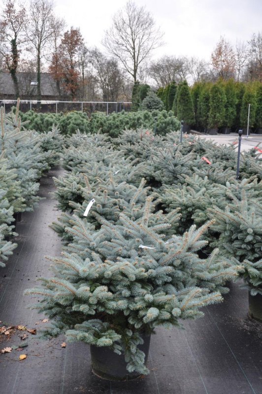 Picea pungens glauca globosa на штамбе
