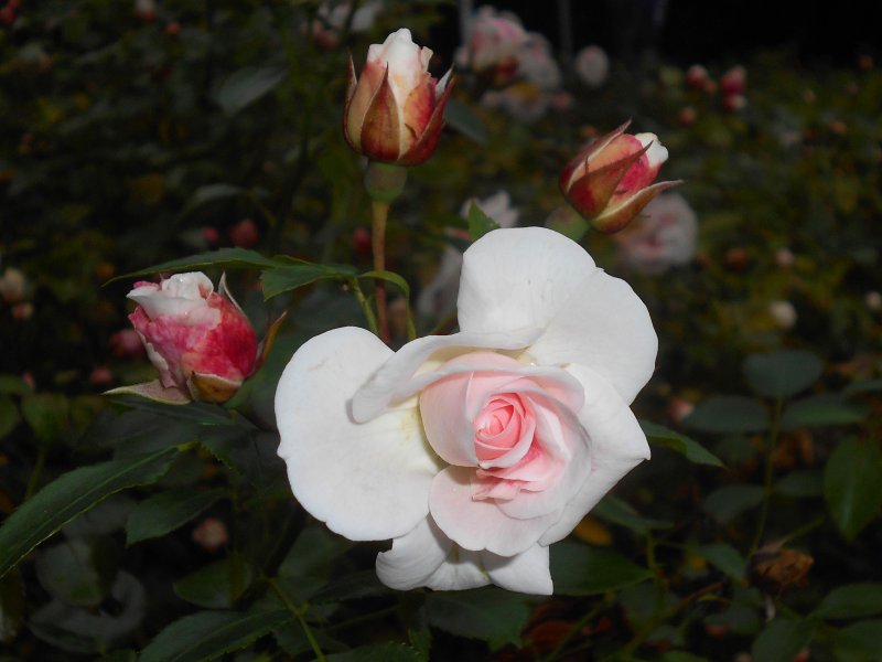 Роза Aspirin-Rose