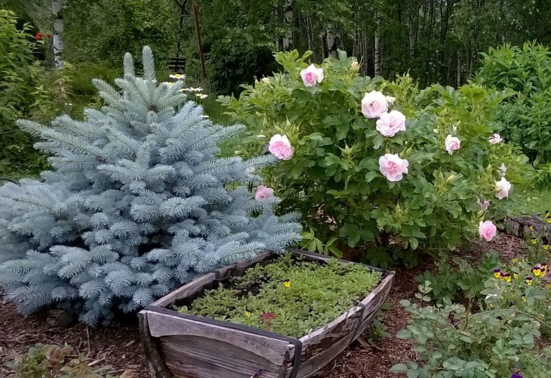 Ель колючая Глобоза