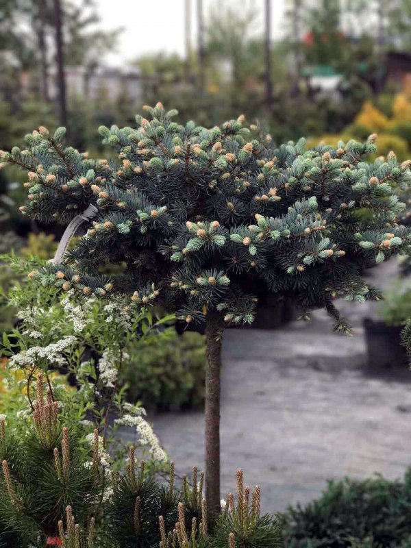 Ель колючая glauca globosa