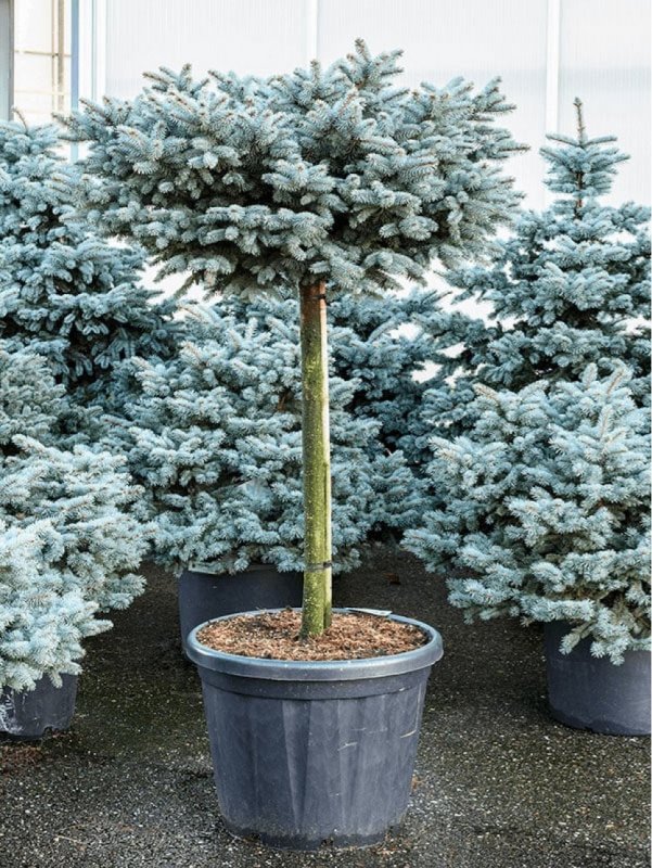 Ель колючая Picea pungens glauca