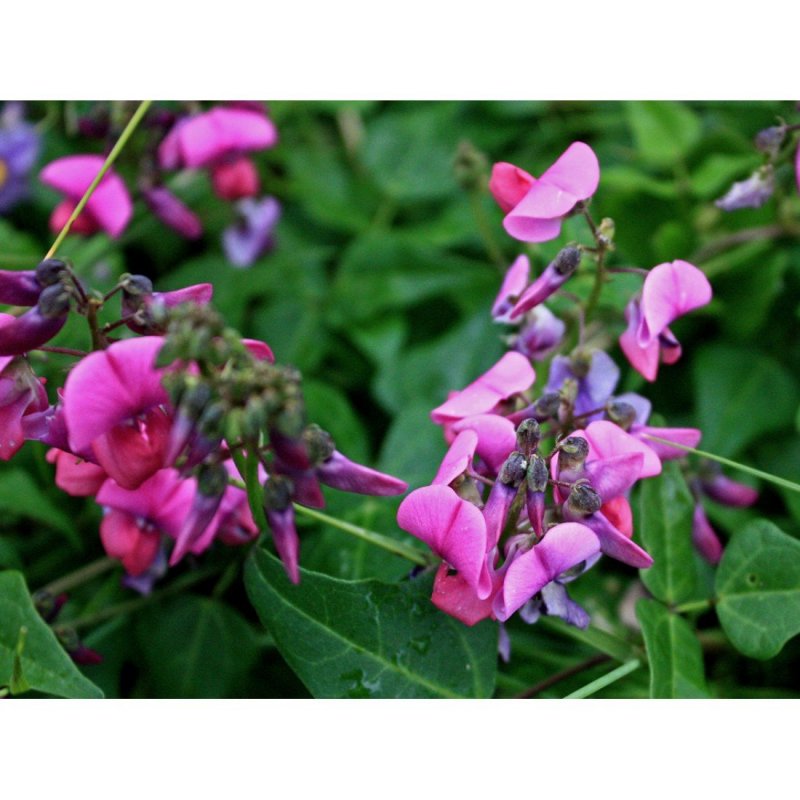 Dolichos purpureus