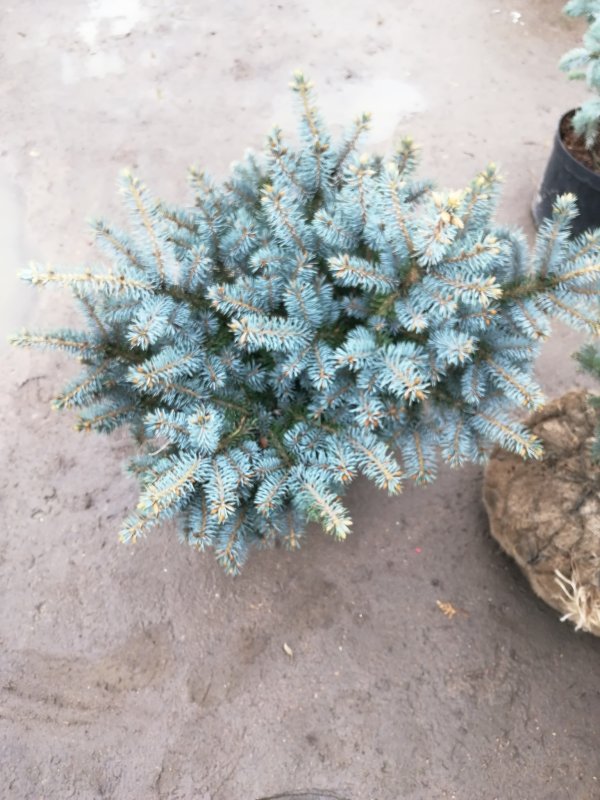 Ель колючая Blaukissen