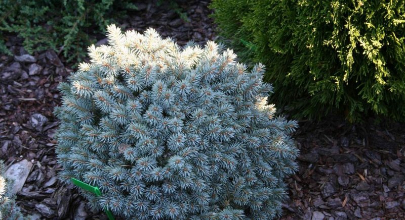 Ель pungens glauca globosa (Nana)