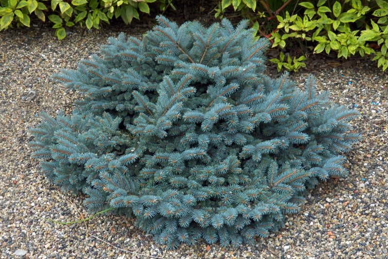 Семена glauca globosa